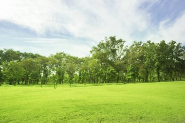 Yeşil çim geniş avlu görünümü Ağaç gökyüzü parlak doğal ışık