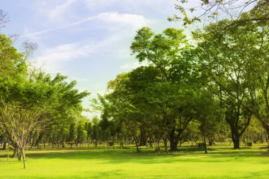 Sabah gökyüzü ile parkta güzel çayır.