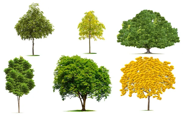 Isolar Definir Árvores Verdes Fundo Branco Muitos Tipos Árvores Florestais — Fotografia de Stock