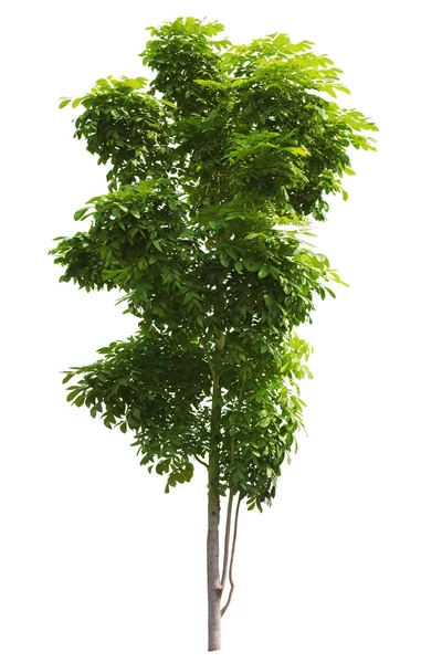 Isoleren Van Natuurlijke Groene Bomen Kleine Bladeren Enkele Bomen Witte — Stockfoto