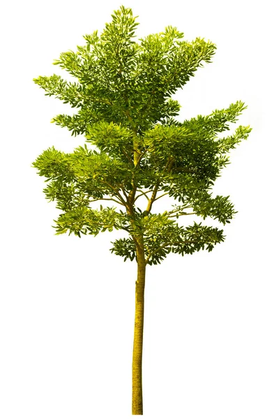 Természetes Zöld Fák Izolálása Kis Levelek Egyedülálló Fák Fehér Alapon — Stock Fotó