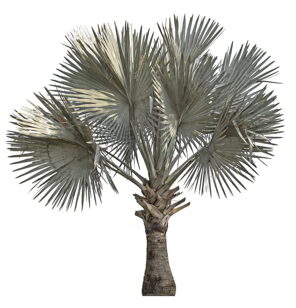 Isoleren Palmboom Witte Achtergrond Middelgroot Groen Blad Met Mooie Stengels — Stockfoto