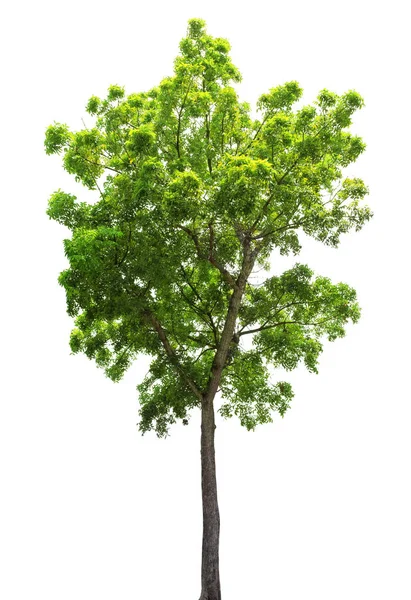 Isoleren Van Natuurlijke Groene Bomen Kleine Bladeren Enkele Bomen Witte — Stockfoto