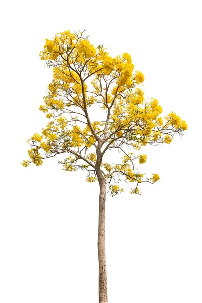 クリッピングパスで白い背景に美しい黄色の開花木を分離 — ストック写真