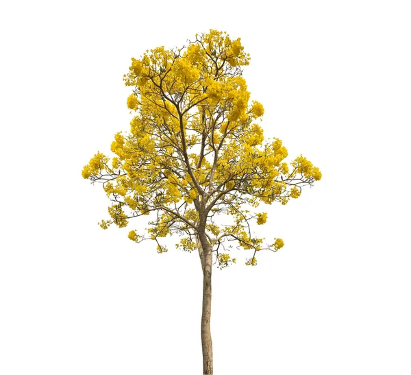 Isolieren Schönen Gelb Blühenden Baum Auf Weißem Hintergrund Mit Clipping — Stockfoto