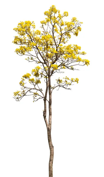 Isolera Vackra Gula Blommande Träd Vit Bakgrund Med Urklippsbana — Stockfoto