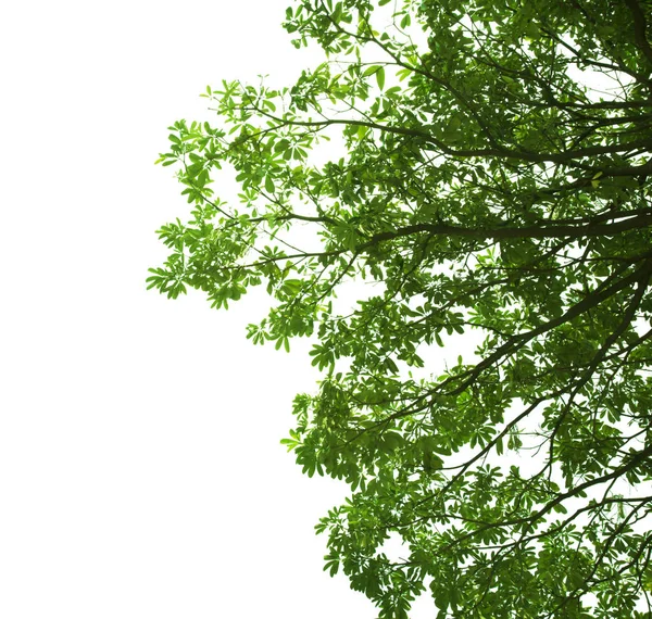 Wyizolowane Naturalne Liście Zielonymi Listwami Przycinanie Parth Białym Tle — Zdjęcie stockowe