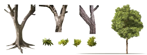 Isolieren Grüne Bäume Auf Weißem Hintergrund Stamm Eines Baum Schöne — Stockfoto
