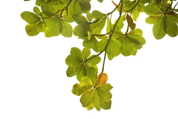 Wyizolowane Naturalne Liście Zielonymi Listwami Przycinanie Parth Białym Tle — Zdjęcie stockowe