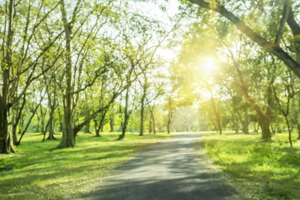 Blaues Foto Der Grüne Baumgarten Und Die Helle Sonne Morgen — Stockfoto