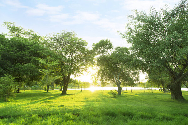 Green trees and Beautiful meadow in the park with morning sky.