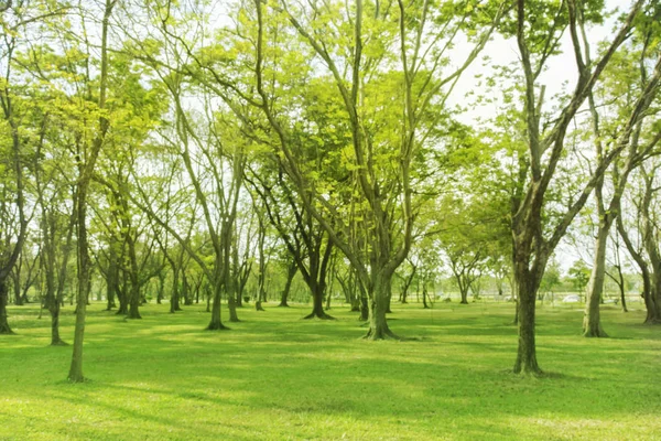 Foto Borrosa Hermoso Prado Parque Con Cielo Mañana — Foto de Stock