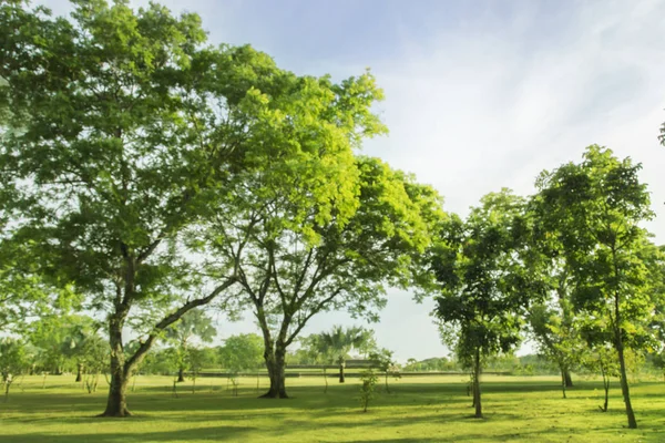 Blaues Foto Grüner Waldpark Mit Offener Fläche — Stockfoto