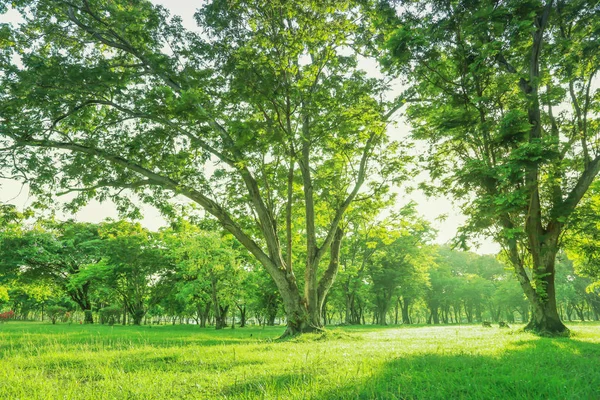 Verschwommenes Foto Schöne Wiese Park Mit Morgenhimmel — Stockfoto