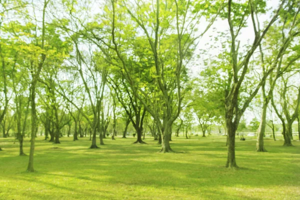 Foto Borrosa Árboles Verdes Jardines Hermosa Luz Mañana — Foto de Stock