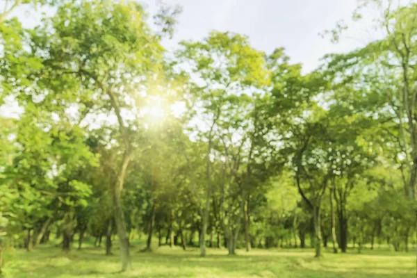 Foto Borrosa Jardín Verde Del Árbol Sol Color Claro Mañana — Foto de Stock