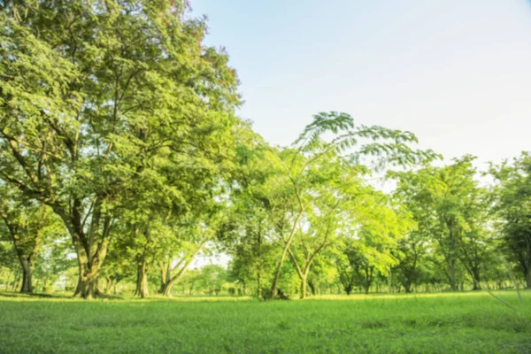 Foto Borrosa Hermoso Prado Parque Con Cielo Mañana — Foto de Stock