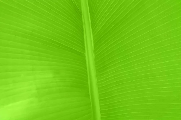 Текстура Інформації Про Свіже Зелене Листя Банана — стокове фото