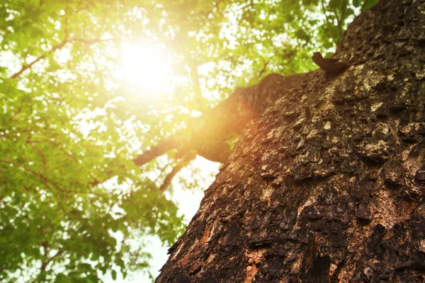 worms eye view looking up to Under the  the green trees and leaf canopy with  sunlight in thailand