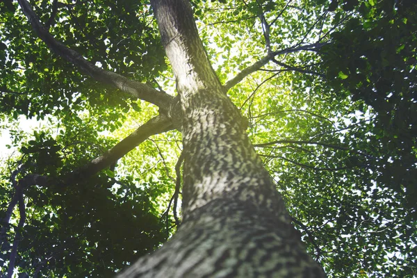 worms eye view looking up to Under the  the green trees and leaf canopy with  sunlight in thailand