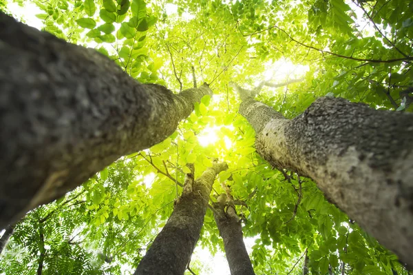 worms eye view looking up to Under the  the green trees and leaf canopy with  sunlight in thailand