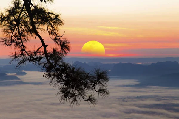 Sun rise At high mountains There are forests and pines.See the clear sun.