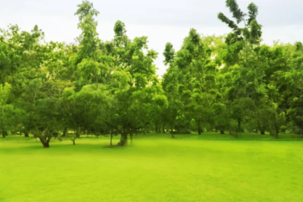 Foto Borrosa Hermoso Prado Parque Con Cielo Mañana — Foto de Stock