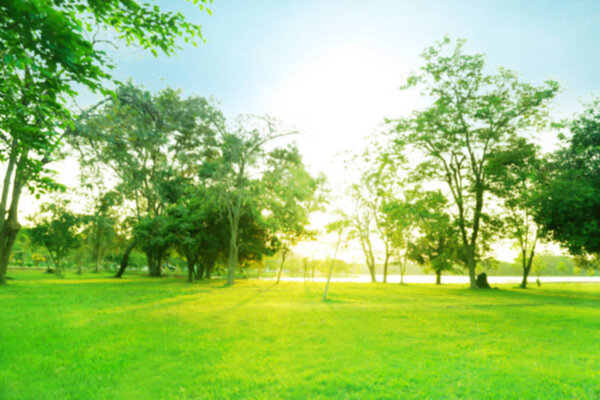 Blurred photo Beautiful meadow in the park with morning sky.