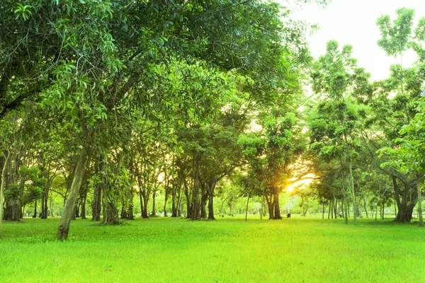 Árboles Verdes Prado Hermoso Parque Con Cielo Mañana — Foto de Stock