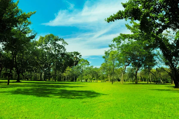 Зеленые Деревья Красивый Луг Парке Утренним Небом — стоковое фото