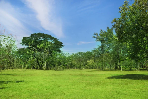 Grüne Bäume Und Gärten Schönes Licht Morgen — Stockfoto