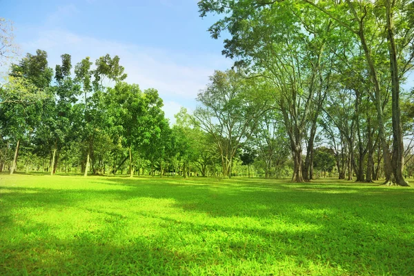 Árboles Verdes Prado Hermoso Parque Con Cielo Mañana — Foto de Stock