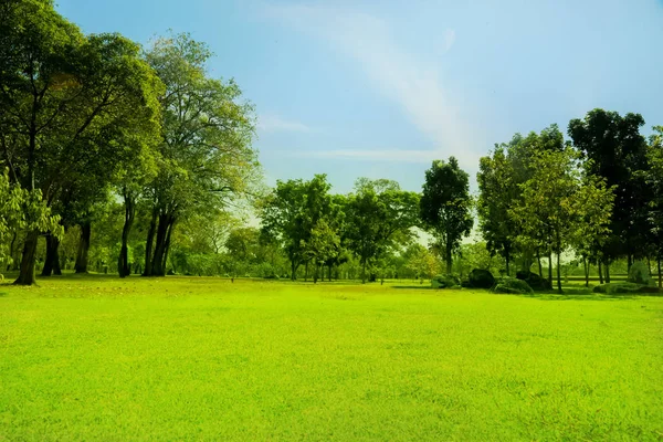 朝の空と公園の緑の木と美しい草原 ロイヤリティフリーのストック写真