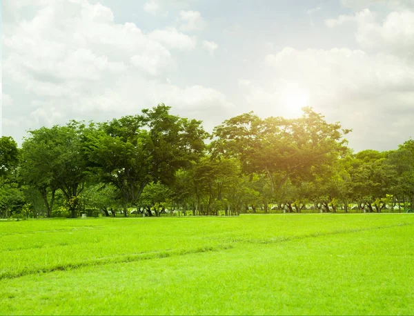 Árboles Verdes Prado Hermoso Parque Con Cielo Mañana —  Fotos de Stock