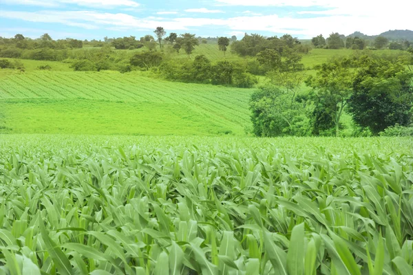 Campos Maíz Verdes Montañas Gran Angular Mañana Amanecer —  Fotos de Stock