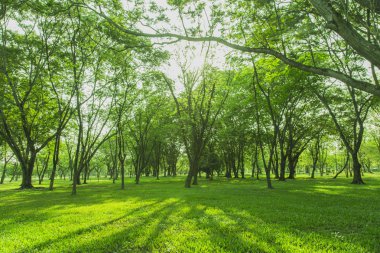 Yeşil ağaçlar ve bahçeler Sabah güzel ışık