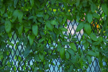 Küçük yapraklı sarmaşıklar çelik tel duvarlarında büyümek, yoğun zemin için paketlenmiş.