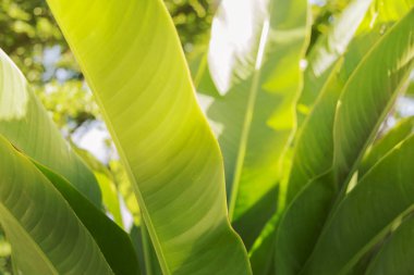bulanık fotoğraf soyut yeşil yaprak doku yeşil doğa arka plan tropikal yaprak akşam asya tayland