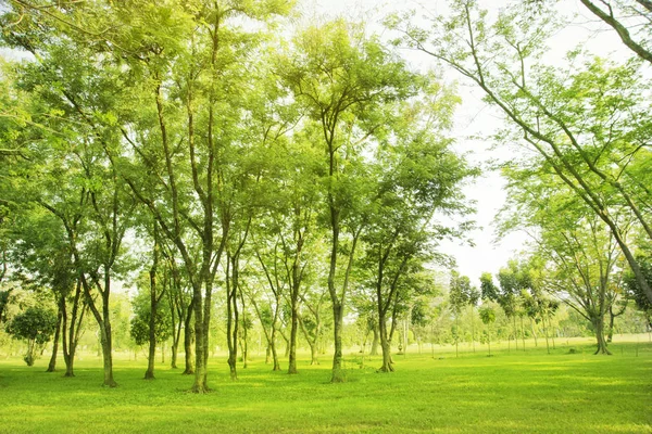 Foto Borrosa Árboles Verdes Jardines Hermosa Luz Mañana — Foto de Stock