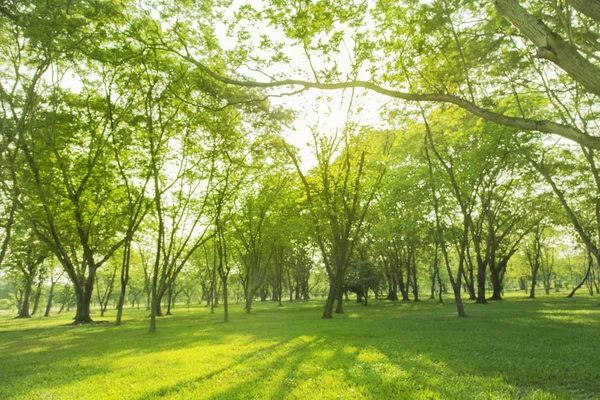 Blaues Foto Grüne Bäume Und Gärten Schönes Licht Morgen — Stockfoto
