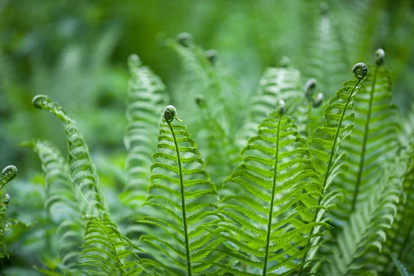 Mayıs ayında genç orman eğrelti otu yaprakların ucunda bukleler ile çok sıradışı görünüyor
