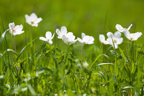 White Anemones Background Green Spring Grass —  Fotos de Stock