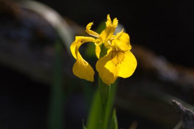 Iris pseudacorus güzel bahar çiçeği