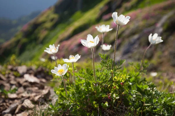 Una Flor Rara Las Montañas Pulsatilla Alba —  Fotos de Stock