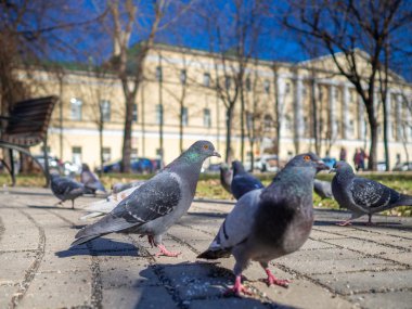 Güneşli şehir caddesindeki güvercinler ekmek yiyor