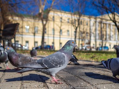 Güneşli şehir caddesindeki güvercinler ekmek yiyor