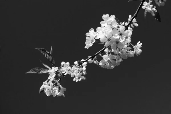 En gren av en blommande äppelträd mot en molnfri himmel — Stockfoto