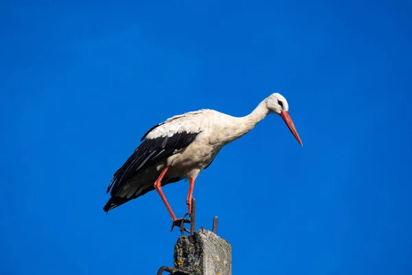 柱の上に座っているコウノトリ — ストック写真