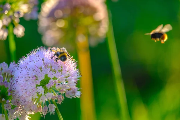 Abelhas e zangões coletando néctar de flores nos raios do sol da manhã — Fotografia de Stock