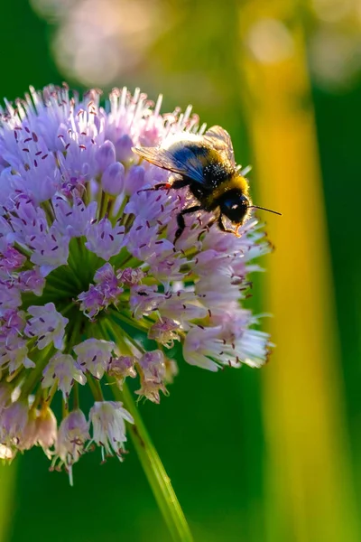 Včely a čmelky sbírající nektar z květů v paprscích ranního slunce — Stock fotografie
